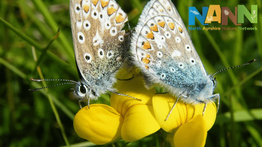 Two butterflies perched on yellow flowers.